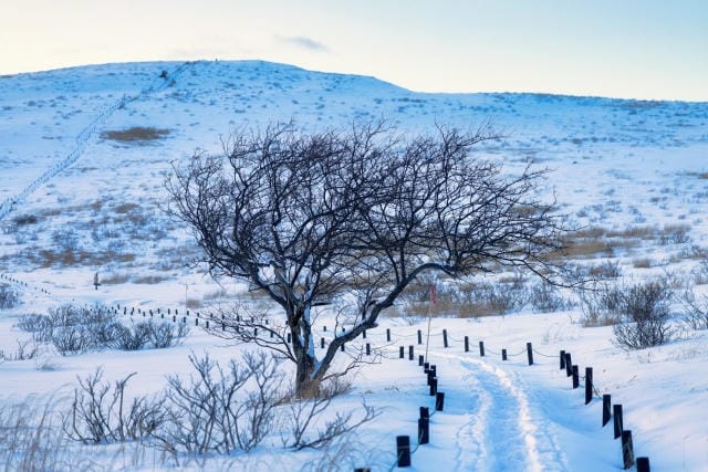 東海エリアから日帰りバスで行くスキーツアー